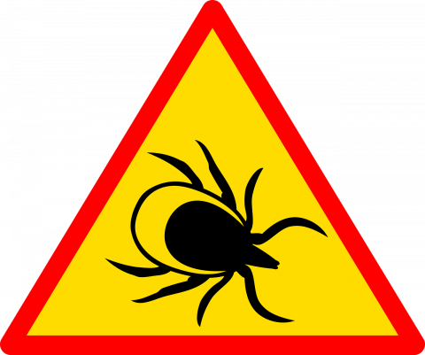 Пенсионерка рассказала, как достать клеща с помощью клея