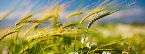 Народный календарь: ​Евсеев день