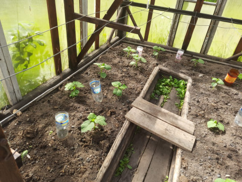 Пластмассовый плен: почему гибнут огурцы?