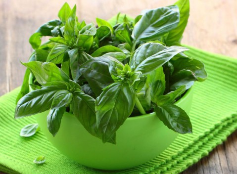 Целебные свойства базилика