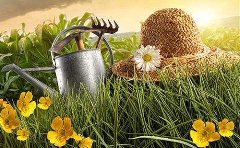 Садовые напасти летом