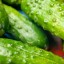 Деликатесы из переросших огурцов