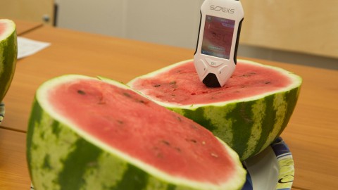 Почему эксперты забраковали свердловские арбузы?