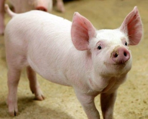 Лучший свинокомплекс в России на Урале