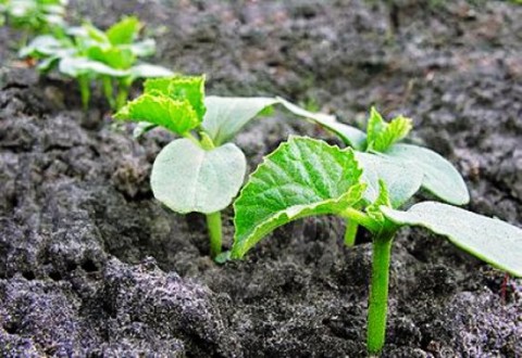 Народный календарь: ​Тимофей Грядочник