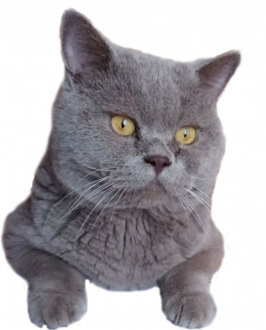 ​Без кота и жизнь не та. Россия отметила День кошек