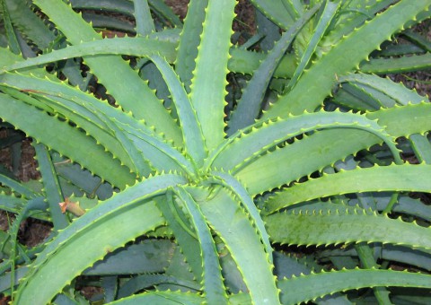 14 рецептов лекарств из алоэ