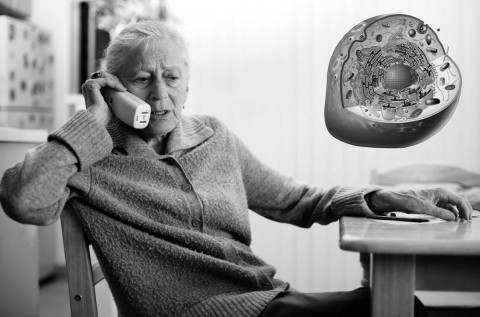 «Живые» клетки за живые деньги