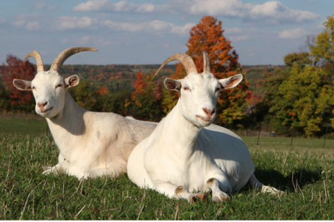 Народный календарь: ​День Мамонтия