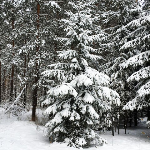 Законно рубим елочку под самый корешок