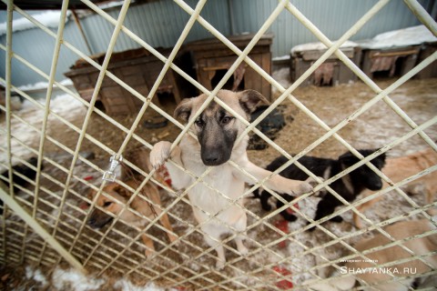 «А слабо чиновнику взять пса из приюта?»