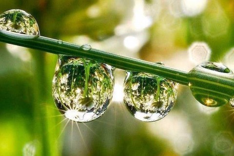 ​Народный календарь: Иван – Медвяные росы