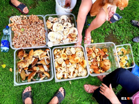 Екатеринбуржцы похвастались грибным "урожаем"