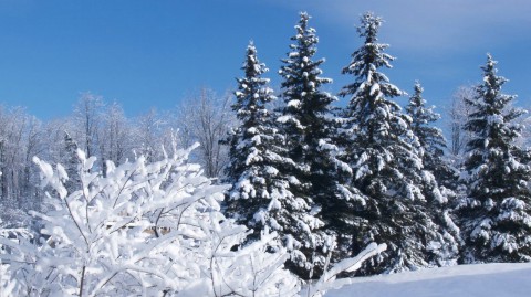 Народный календарь: ​Митрофанов день