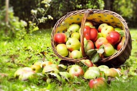 Народный календарь: ​Ермолаев день