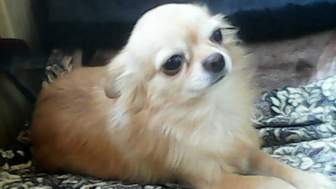 В Екатеринбурге у пенсионерки похитили собаку