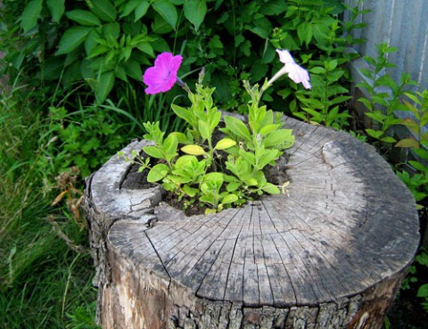 Как удалить пень на садовом участке