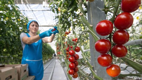 Салатный рекорд: в России соберут огромный урожай