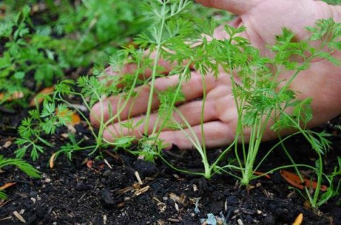 Как ускорить появление всходов?