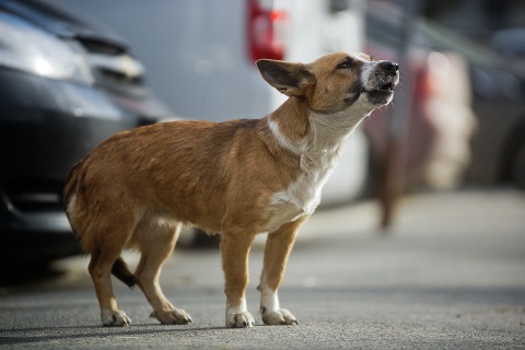 Что грозит обидчикам собаки?