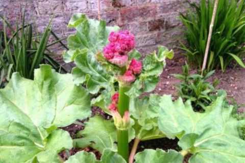 ​Убирать ли у ревеня цветки?