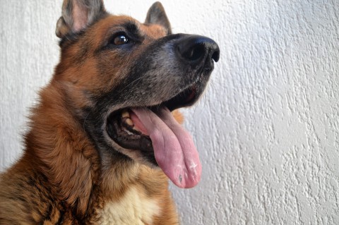 Хозяев животных начнут штрафовать за шум