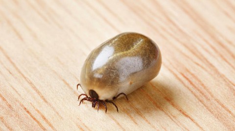 Россиян предупредили о "зимних" клещах