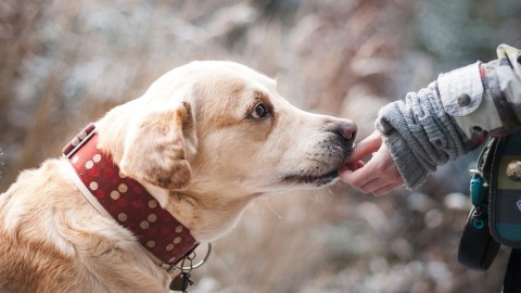 Кинолог назвал смертельно опасные продукты для собак