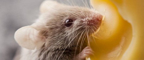 Как мышей накормили "таблетками" от старости и что получилось