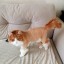 Нужна ли котику летняя стрижка? Нужна ли котику летняя стрижка?