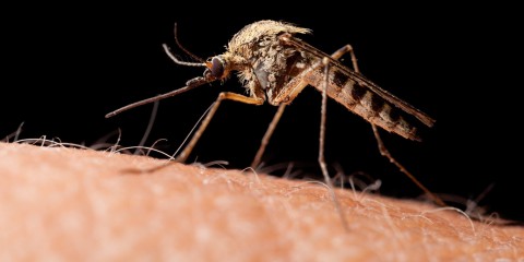 Лето-2020 - без комаров. Повод для радости?