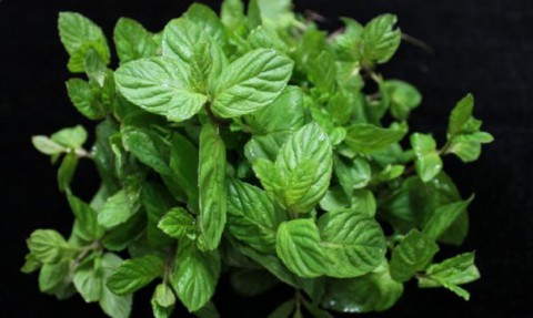 Какие растения помогут справиться со стрессом