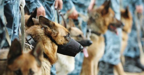 День кинолога