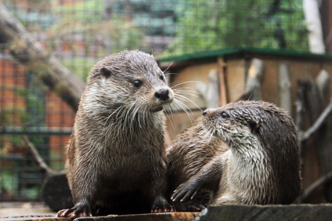 Животные Урала: знакомьтесь - поречня!