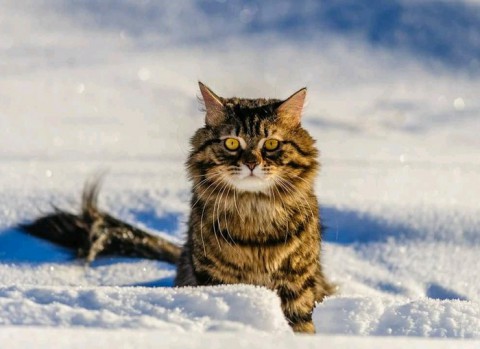 Какая погода будет в феврале-марте?