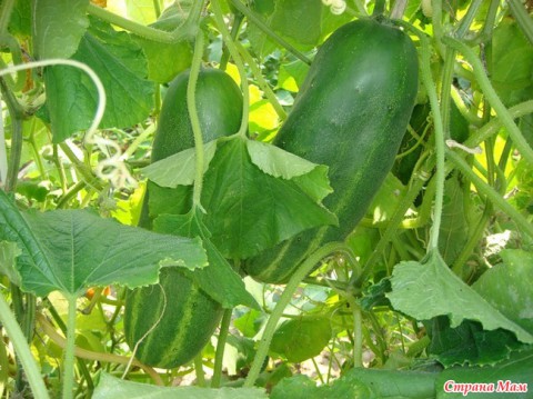 ​Советы бывалого садовода