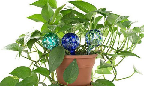 Как быть с комнатными растениями, если вы уезжаете в отпуск