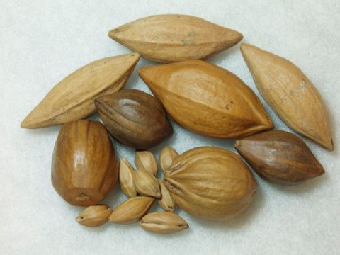 Правда ли полезны плодовые косточки?