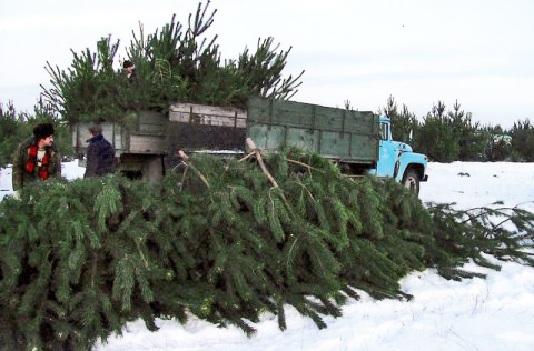 Надо ли рубить елки?