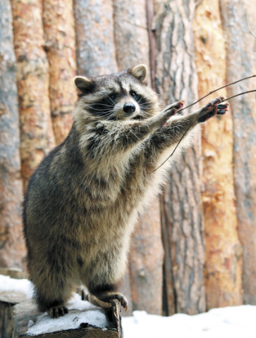 ​Приходите не для галочки. А к тиграм, лемурам и слону