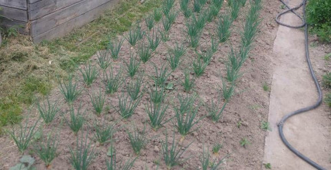 Пенсионеры рассказали, что думают о состоянии сельского хозяйства в России