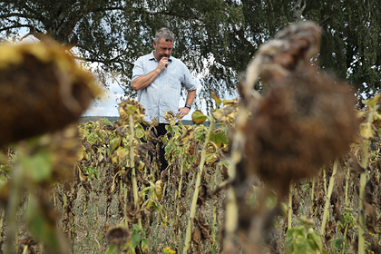 Засуха в Европе обернулась выгодой для России