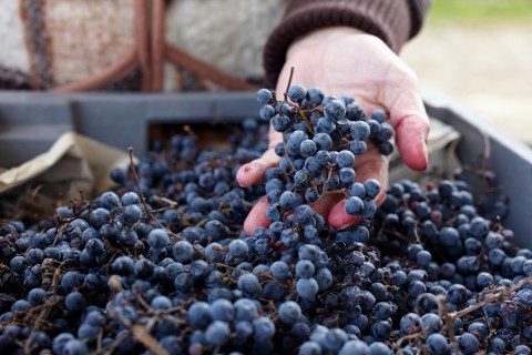 Лучшие истории о работающих родителях: ​Моя бабушка – сомелье