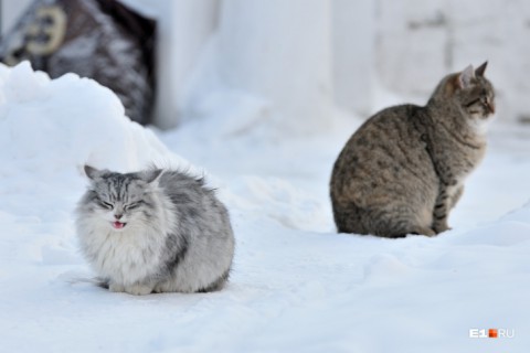 На Урал надвигаются аномальные морозы: спасатели советуют утепляться