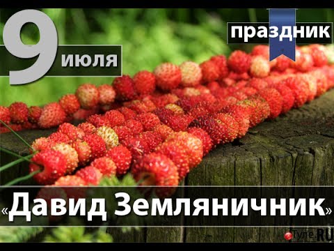Народный календарь: ​Давид Земляничник