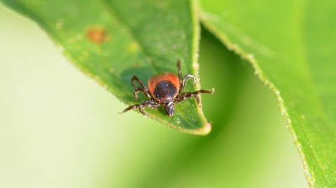 Клещи покусали более 7000 человек на Среднем Урале