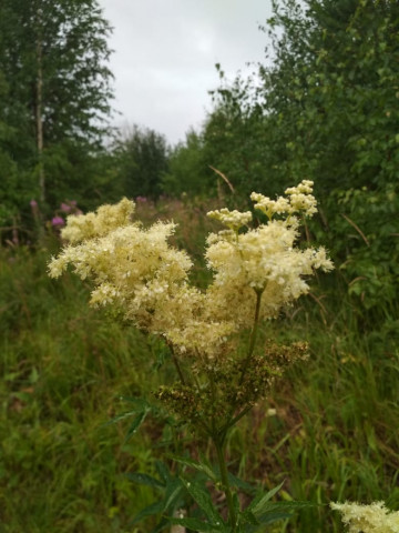 Пенсионер: Лес рубят - а дров не дождешься!