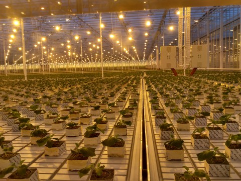 Секрет "овощного" зарева над Верхней Пышмой