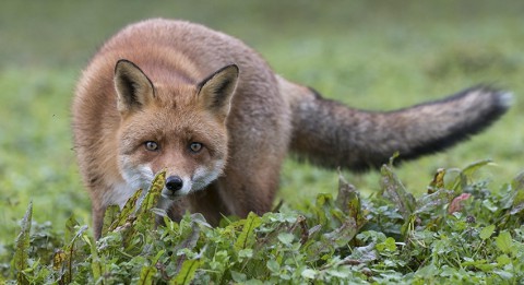 Роспотребнадзор дал советы по выбору шуб и дубленок