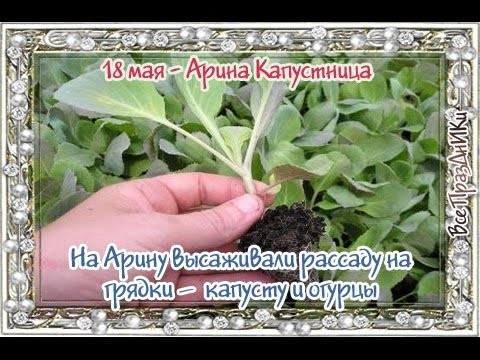 ​Народный календарь: Арина Капустница (Рассадница)